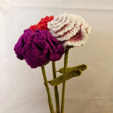 Carnation